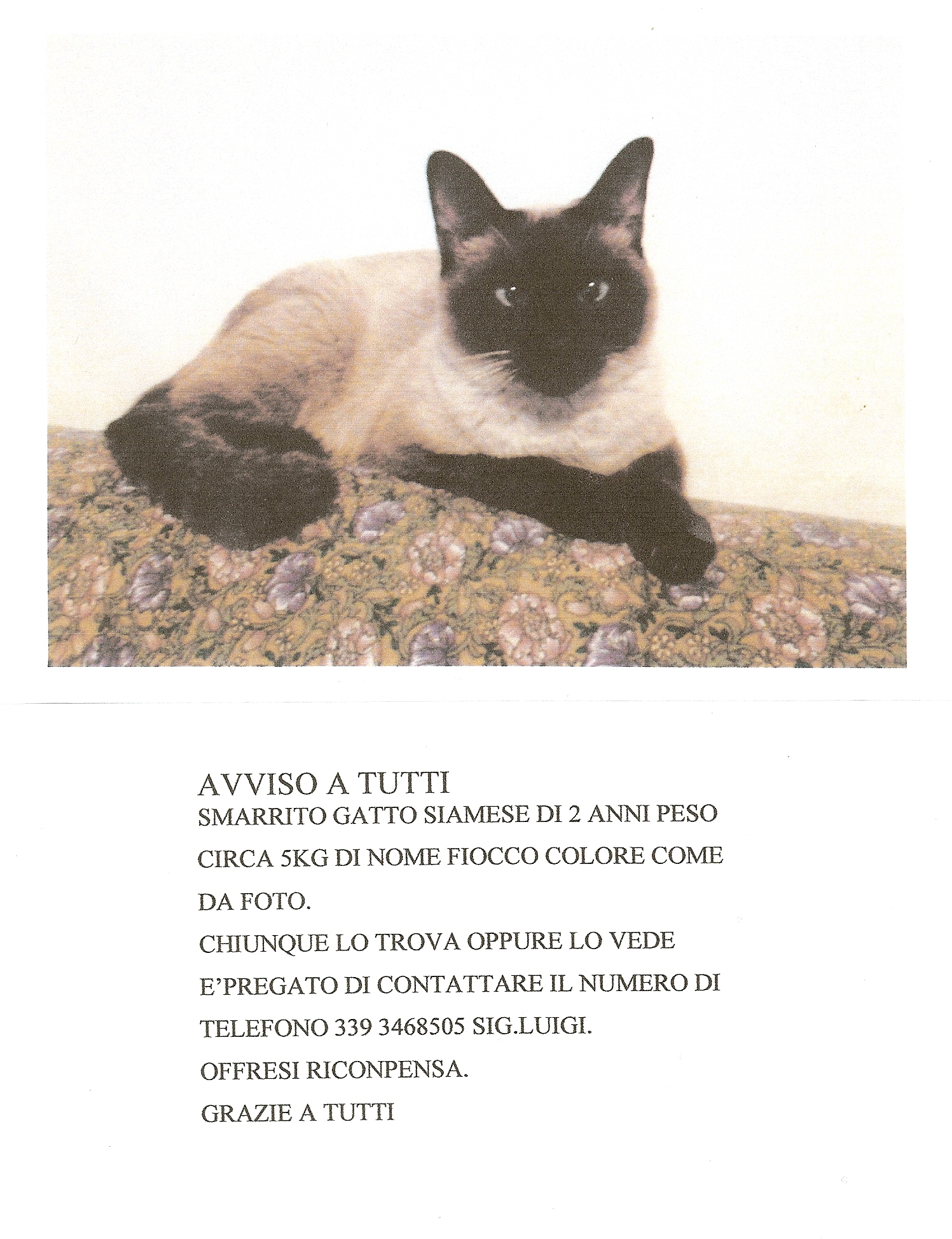 Avviso gatto smarrito